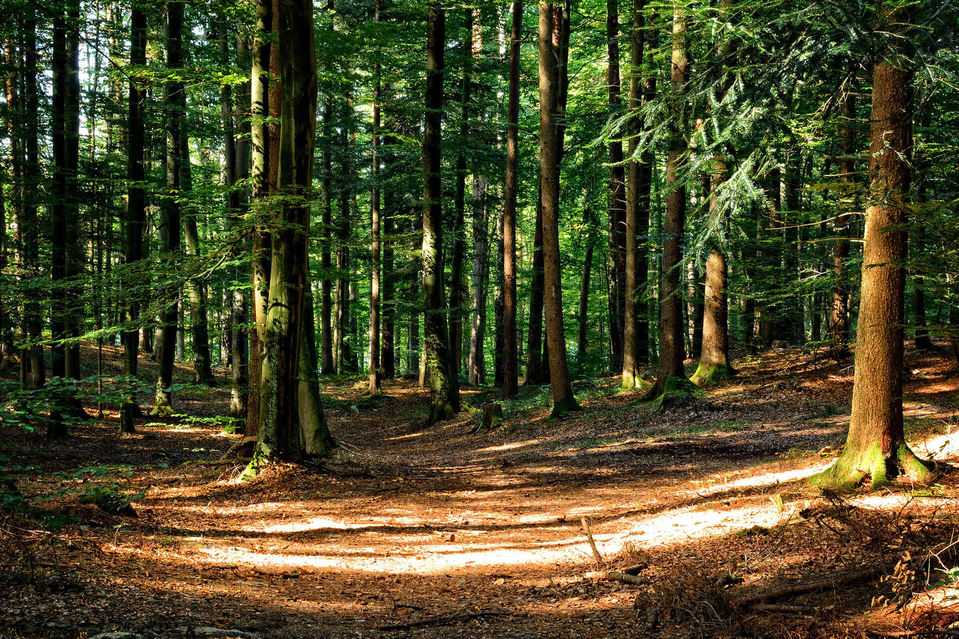 Holz aus heimischen Wäldern