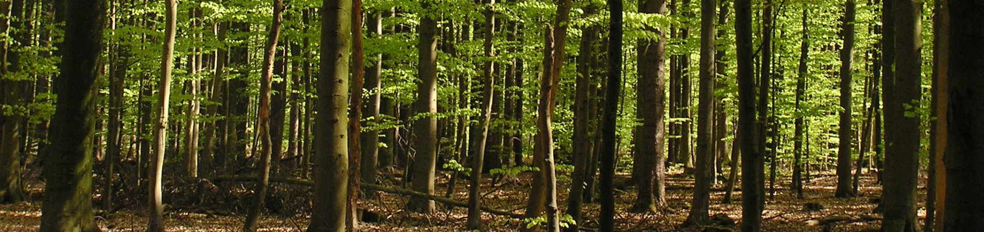 Wir sägen direkt bei Ihnen im Wald