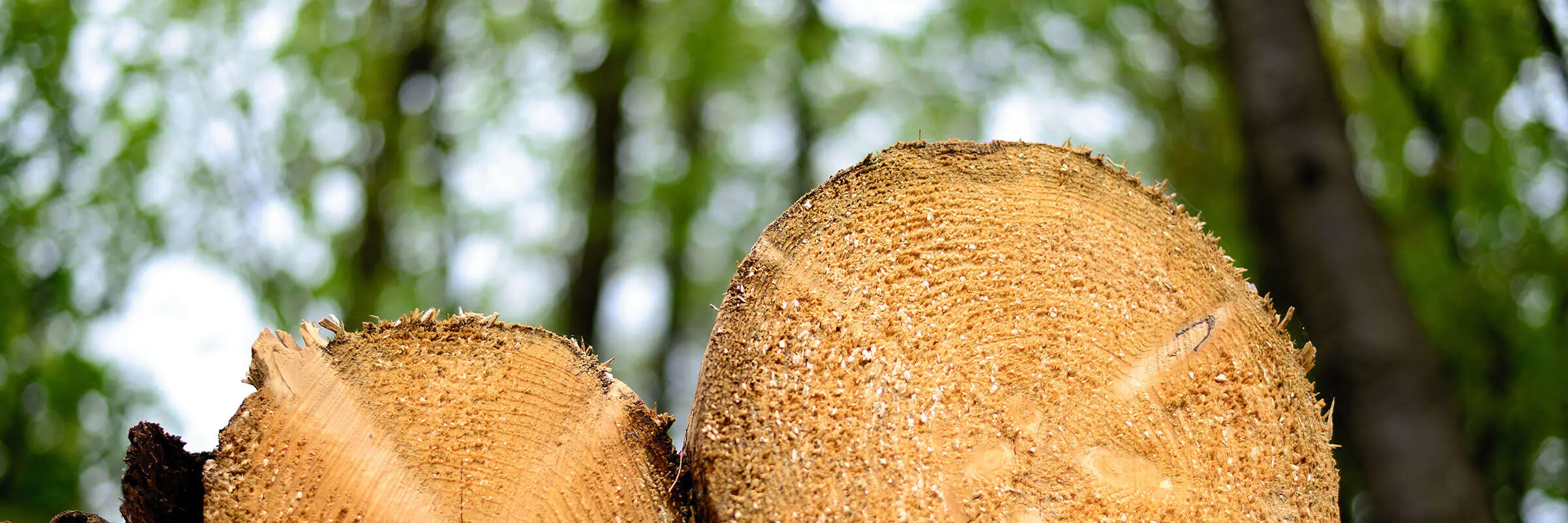 Sie haben Fragen zu unseren Dienstleistungen oder Holzkreationen?