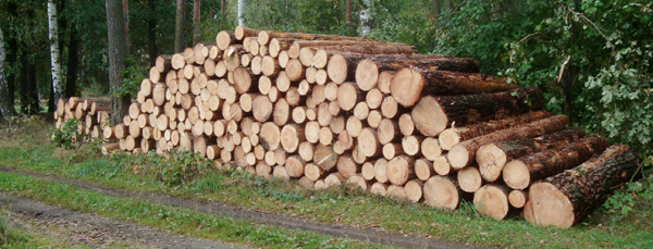 Holzkunde
