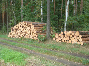 Holzstapel im Wald